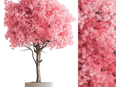 Bonsai Tree With Pink Blossoms Lush Foliage And Wooden Trunk In White Pot 3d model