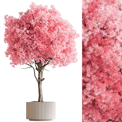 Bonsai Tree With Pink Blossoms Lush Foliage And Wooden Trunk In White Pot 3d model