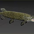 Aquatic Animal Pike With Striped Body And Open Mouth Swimming In Blue Water