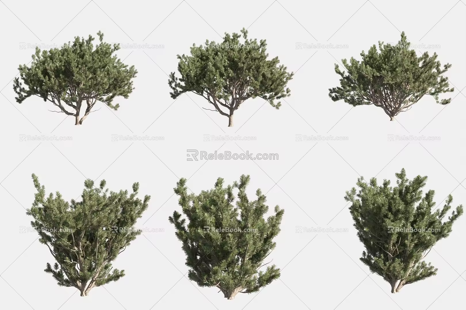European mountain pine dwarf pine 3d model