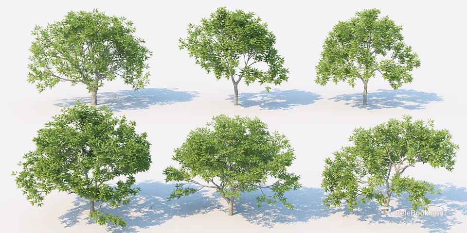 Several Arbor Trees With Green Leaves And Trunks 3D Rendered On White Background With Shadows 3d model 