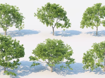 Several Arbor Trees With Green Leaves And Trunks 3D Rendered On White Background With Shadows 3d model