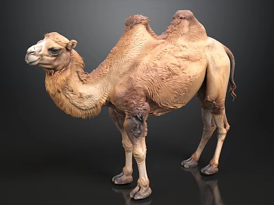 Two Hump Camel Sculpture With Brown Fur Standing On Shiny Surface 3d model