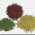 Ornamental Arbor Collection Featuring Crimson Green And Golden Foliage For Garden Landscaping