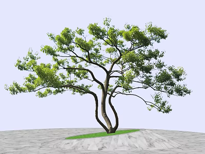 Green Leafy Arbor With Curved Trunk And Small Grass Area On Gray Paved Ground 3d model