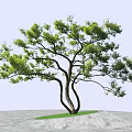 Green Leafy Arbor With Curved Trunk And Small Grass Area On Gray Paved Ground