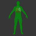 3D Human Body Model With Highlighted Red Lungs For Medical Visualization 3d model