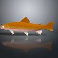 Orange Spotted Trout With Pink Underbelly On Gray Background And Reflection 3d model