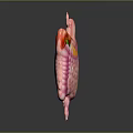Abdominal Organs 3D Anatomical Model Showing Stomach Liver And Intestines Structure