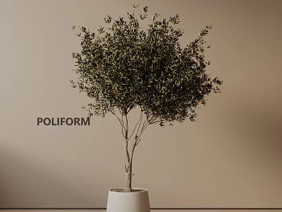 Elegant Potted Olive Tree in White Planter against Beige Wall with POLIFORM Brand 3d model