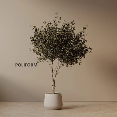 Elegant Potted Olive Tree in White Planter against Beige Wall with POLIFORM Brand 3d model