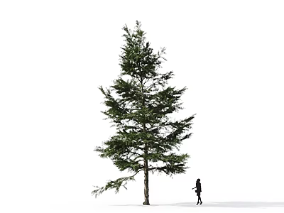 Tall Lush Evergreen Arbor With Single Person Silhouette On White Background 3d model
