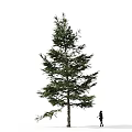 Tall Lush Evergreen Arbor With Single Person Silhouette On White Background