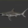 Realistic 3D Rendered Hammerhead Shark With Unique Hammer Shaped Head and Sharp Fins