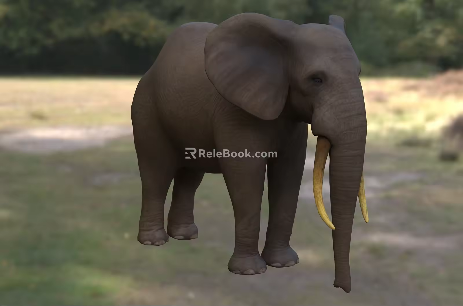 Modern African Forest Elephant Animals 3d model