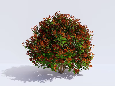 Lush Round Shrub With Red And Green Leaves Against White Background 3d model
