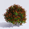 Lush Round Shrub With Red And Green Leaves Against White Background