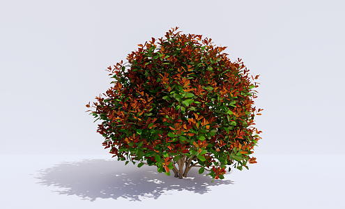 Modern shrubs Shrub plants Photinia fraseri 3d model