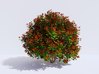 Modern shrubs Shrub plants Photinia fraseri 3d model