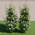 Lush Green Shrubs With White Flowers In Garden Against Gray Wall And Green Grass