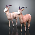 Two Goats With Curved Horns And Light Brown Beige Fur On Dark Background