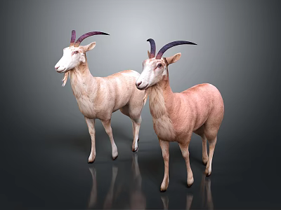 Modern Sheep Sheep Goat Lamb 3d model Modern Sheep Sheep Goat Lamb 3d model