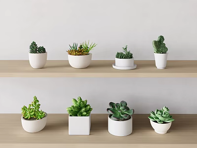 Various Succulent Plants In White Pots On Wooden Shelves With White Wall Background 3d model