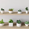 Various Succulent Plants In White Pots On Wooden Shelves With White Wall Background
