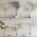 Bonsai Plants With Green Leaves On Interior Shelf For Modern Home Decor