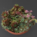 Succulent Plants In Terracotta Pot With Various Colored Leaves And Small Flower Buds