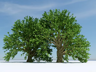 Two Large Arbor Trees With Lush Green Foliage And Thick Trunks Under Blue Sky 3d model