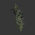 Mature Cannabis Plant With Green Foliage And Purple Branches Displaying Dense Buds