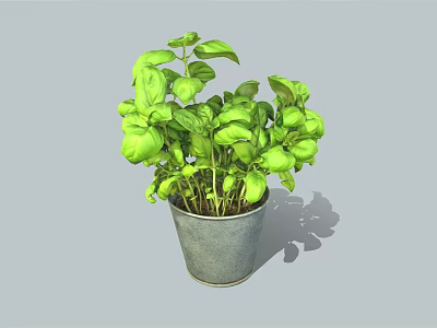 Fresh Green Basil Plant Growing in Gray Metal Pot with Lush Leaves 3d model