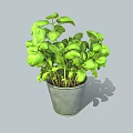 Fresh Green Basil Plant Growing in Gray Metal Pot with Lush Leaves
