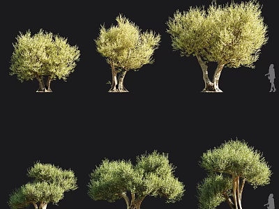 Six Various Olive Trees With Green Foliage And Textured Trunks For Landscape Design 3d model