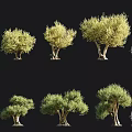 Six Various Olive Trees With Green Foliage And Textured Trunks For Landscape Design