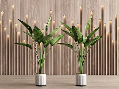 Large Indoor Potted Green Plants With Broad Leaves In White Ceramic Planters For Modern Home Decor 3d model