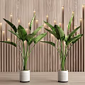 Large Indoor Potted Green Plants With Broad Leaves In White Ceramic Planters For Modern Home Decor