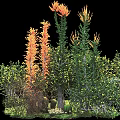Colorful Garden Shrubs With Orange Flowers Yellow Berries And Lush Green Foliage