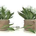 Bonsai Potted Plants With White Flowers Green Leaves Beige Burlap Pots Scattered Leaves Flower Buds