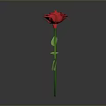 Single Red Rose Plant with Green Stem and Leaves on Gray Background