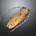 Yellow Spotted Longhorn Beetle With Long Antennae And Wings On Dark Surface