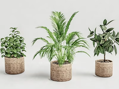 Three Different Bonsai Potted Plants in Woven Texture Pots on White Background 3d model