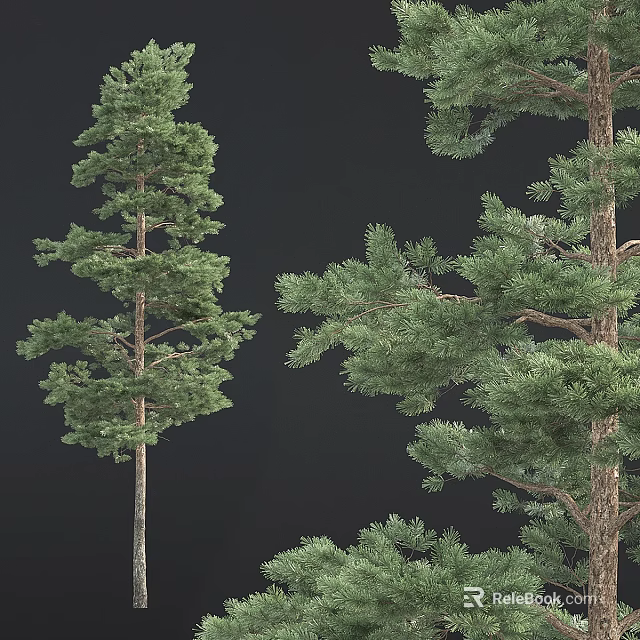 Tall Arbor With Lush Green Foliage And Strong Trunk In Natural Environment 3d model 