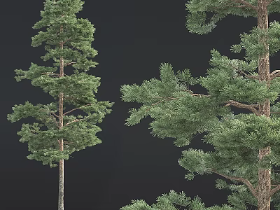 Tall Arbor With Lush Green Foliage And Strong Trunk In Natural Environment 3d model