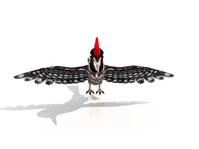 Flying Bird with Red Crest Black and White Feathers Spreading Wings Sharp Claws and Shadow 3d model