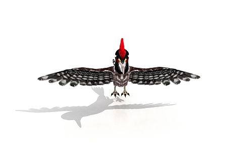 Woodpecker White-bellied Black Woodpecker Forest Doctor 3d model