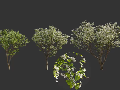 Blooming Arbor Trees with White Flowers and Green Leaves in Different Growth Forms 3d model