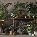 Various Potted Plants On Wooden Shelf With Gray Wall Background And Decorative Items