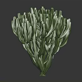 Lush Green Cactus Plant With Dense Stems And Three Dimensional Look On Dark Background